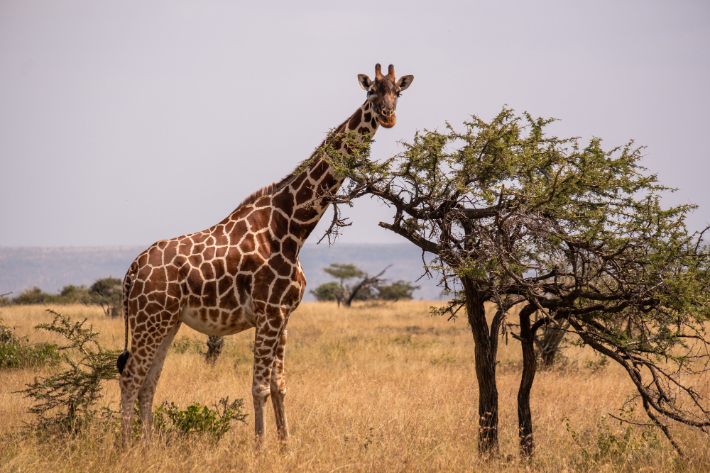 Giraffe